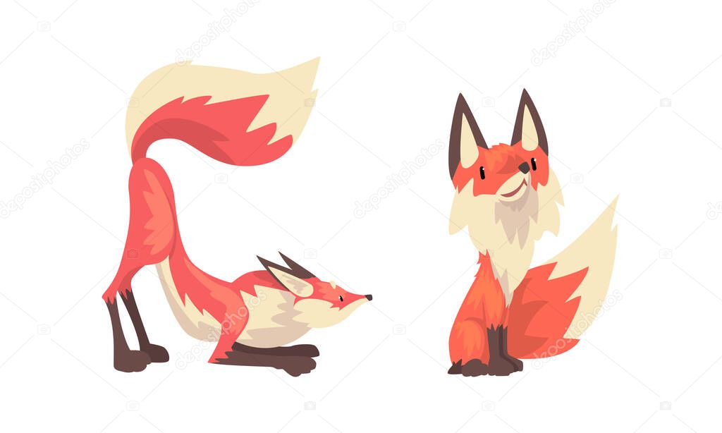 Fox Animal with Upright Ears, Pointed Snout and Long Bushy Tail in Different Poses Vector Set