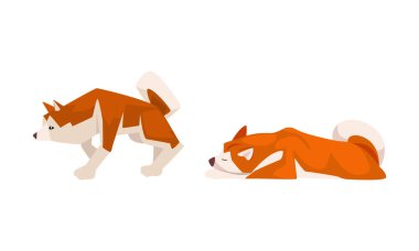 Shiba Inu: Japon Av Köpeği Türü Diken Kulaklı ve Kıvrık Kuyruklu Ayakta ve Yalancı Poz Vektörü Set