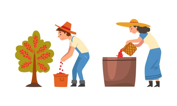 Coffee Production with Man and Woman Farmer Picking Berry in Basket Vector Set — Stock Vector