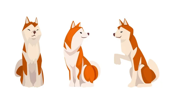 Shiba Inu als Japans ras van jachthond met prik oren en gekrulde staart in zittende Pose Vector Set — Stockvector