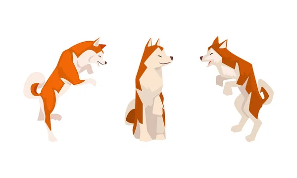 Shiba Inu als Japans ras van jachthond met prik oren en gekrulde staart in zittende Pose Vector Set — Stockvector