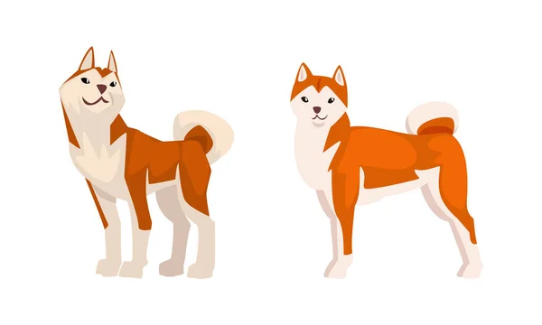 Shiba Inu als Japans ras van jachthond met prik oren en gekrulde staart in Standing Pose Vector Set — Stockvector