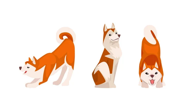 Shiba Inu als Japans ras van jachthond met prik oren en gekrulde staart in zittende Pose Vector Set — Stockvector
