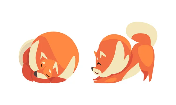 Speelse Shiba Inu of Akita Puppy als Japanse Ras Hond met Prick Ears Vector Set — Stockvector