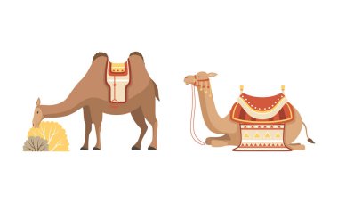  amel Evcilleştirilmiş Çöl Karavanı Eyer Taşıyıcı Kümesi