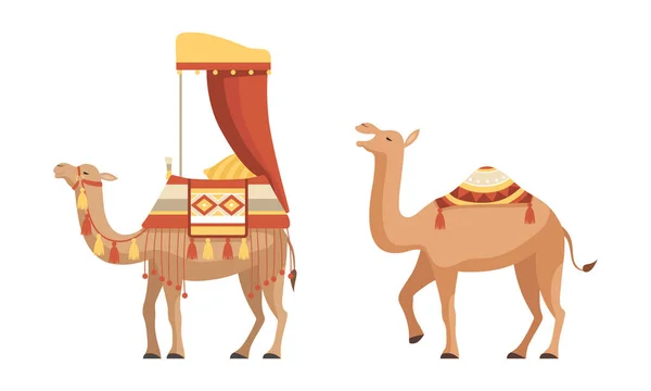 Amel Domested Desert Caravan Animal with Saddle Vector Set — стоковый вектор