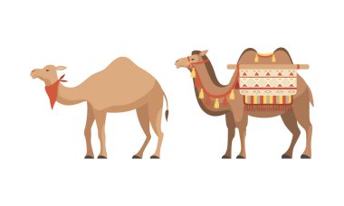  amel Evcilleştirilmiş Çöl Karavanı Eyer Taşıyıcı Kümesi