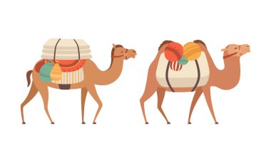  amel Evcilleştirilmiş Çöl Karavanı Eyer Taşıyıcı Kümesi