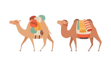  amel Evcilleştirilmiş Çöl Karavanı Eyer Taşıyıcı Kümesi