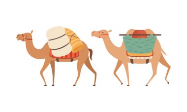  amel Evcilleştirilmiş Çöl Karavanı Eyer Taşıyıcı Kümesi