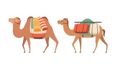  amel Evcilleştirilmiş Çöl Karavanı Eyer Taşıyıcı Kümesi