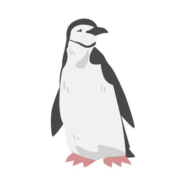 Pinguim Chinstrap como pássaro sem mosca aquático com chinelos para nadar em pé ilustração vetorial de dose — Vetor de Stock