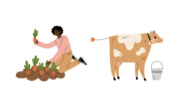 Kobieta rolnik uprawy marchewki w ogrodzie łóżko i wypas krowa wektor zestaw — Wektor stockowy