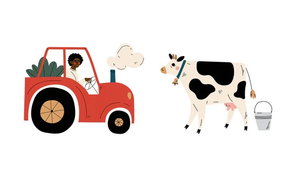Człowiek rolnik jazdy ciągnika i wypasu krowy mlecznej zestaw wektor — Wektor stockowy