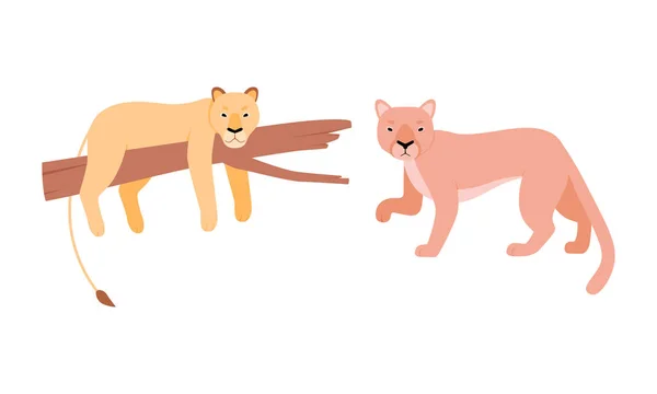 Gato felino o salvaje como animal carnívoro con juego de vectores de león — Archivo Imágenes Vectoriales