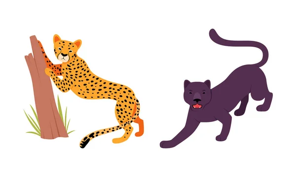 Gato felino o salvaje como animal carnívoro con conjunto de vectores de leopardo y pantera negra — Vector de stock