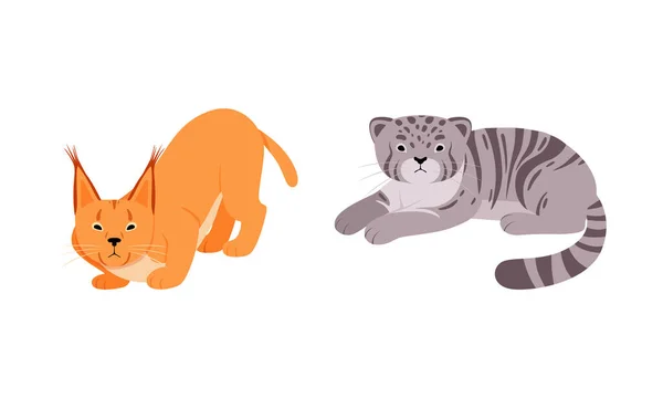 Gato felino o salvaje como animal carnívoro con juego de vectores de lince o bobcat — Archivo Imágenes Vectoriales