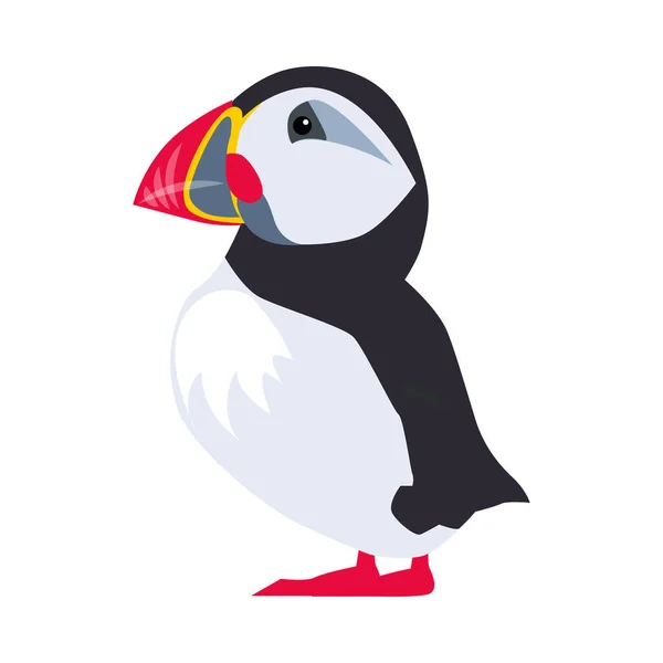 Roztomilý puffin jako arktické zvíře s černou a bílou Plumage a velký světlý zobák vektorové ilustrace — Stockový vektor