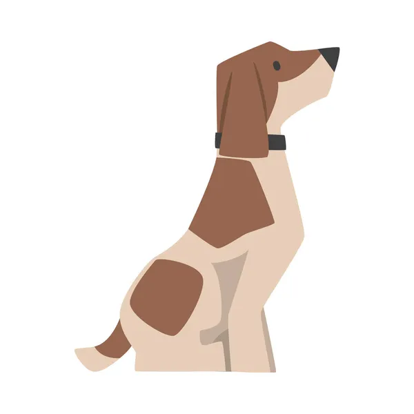 Beagle Dog Breed with Brown Marking and Collar on Neck in Sitting Pose Vector Illustration — Stock Vector