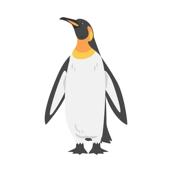 Emperor Penguin as Aquatic Flightless Bird with Flippers for Swimming in Standing Pose Vector Illustration — Stock Vector