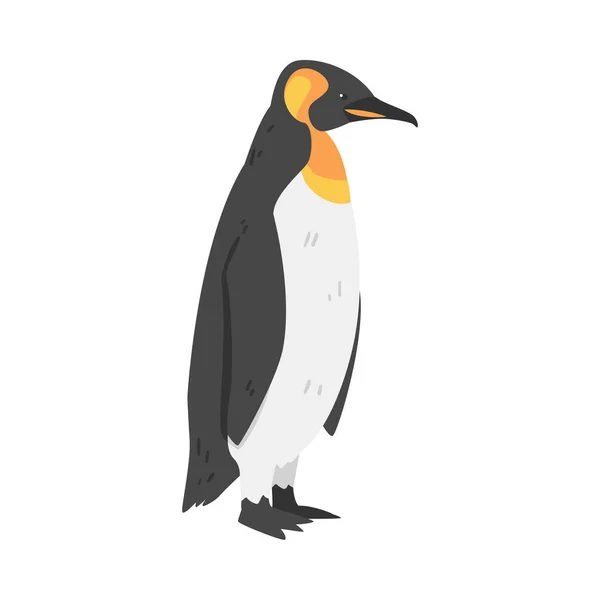 Αυτοκράτορας Penguin ως Aquatic Flightless Bird με Flippers για κολύμπι σε μόνιμη Pose Vector Εικονογράφηση — Διανυσματικό Αρχείο