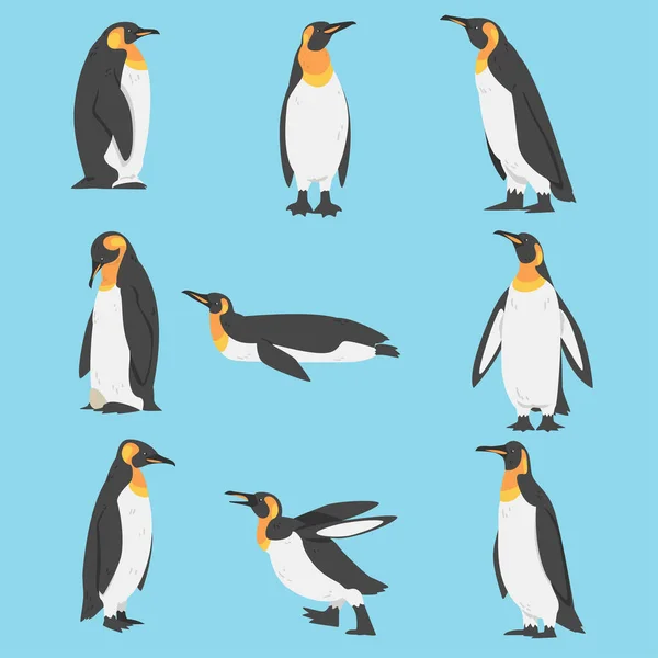 Emperor Penguin as Aquatic Flightless Bird with Flippers for Swimming Vector Set — Stock Vector