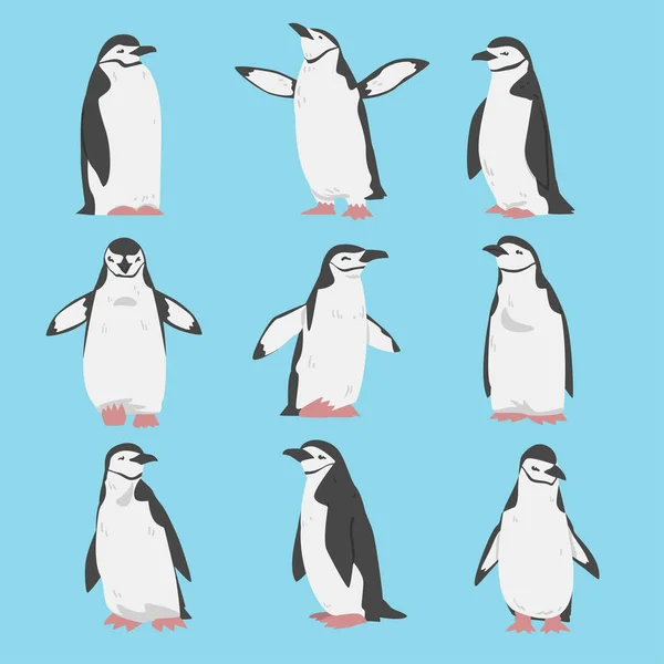 Chinstrap Penguin as Aquatic Flightless Bird with Flippers for Swimming Vector Set — Stock Vector