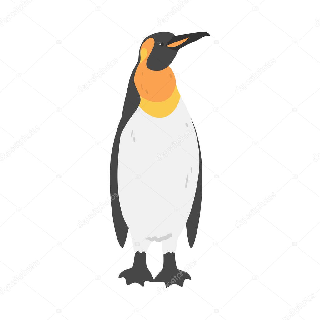 Emperor Penguin as Aquatic Flightless Bird with Flippers for Swimming in Standing Pose Vector Illustration