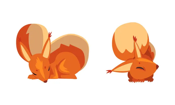 Веселий пухнастий звір з пухнастим хвостом і помаранчевим пальто Вектор Сета — стоковий вектор