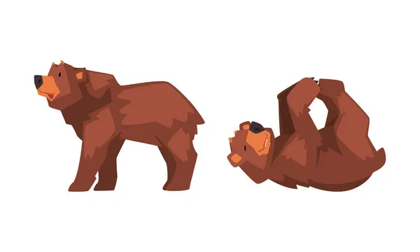Wild Brown Grizzly Bear as Forest Habitant Walking and Rolling on Its Back Vector Set — Stockový vektor