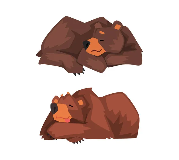 Wild Brown Grizzly Bear as Forest Habitant Lying and Sleeping Vector Set — Stockový vektor