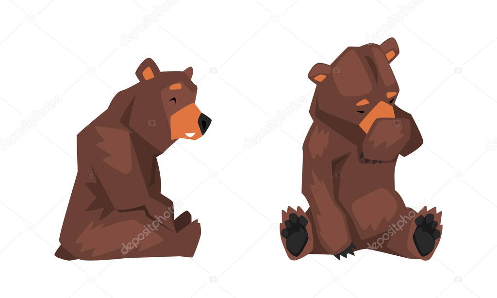 Wild Brown Grizzly Bear as Forest Habitant in Sitting Pose Vector Set