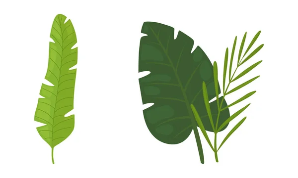 Jasně zelené tropické listy na stonku jako exotické flóry vektorové sady — Stockový vektor