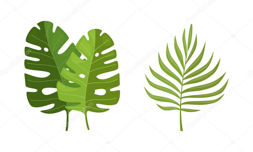 Bright Green Tropical Leaf on Stem as Exotic Flora Vector Set