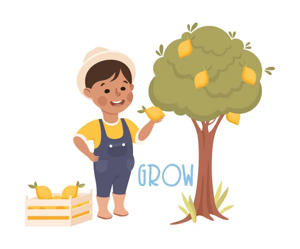 Little Boy in Jumpsuit Growing Lemon Tree in the Garden Vector Illustration — Stock Vector
