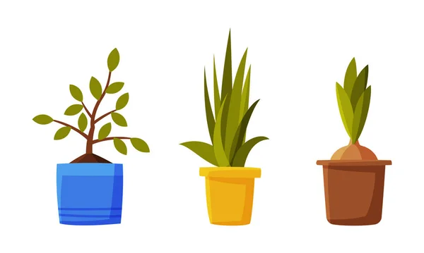 Tuin Bloeiende Bloem en Sprout Groeien in Pot Vector Set — Stockvector