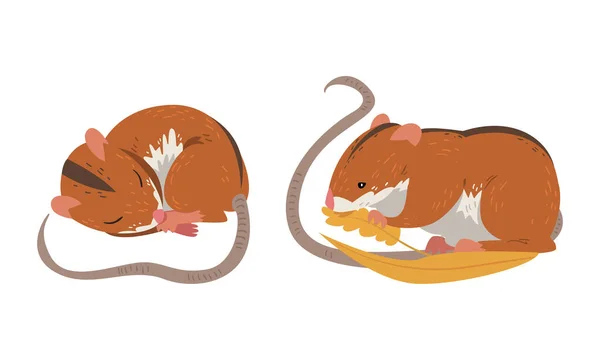 Souris de champ comme petit rongeur à longue queue et ensemble vecteur à rayures noires dorsales — Image vectorielle