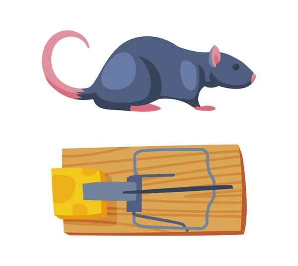 Pest Control with Trap and Cheese for Rat Rodent Vector Set — Stock Vector