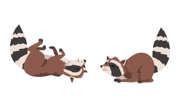 Funny Raccoon with Striped Tail Rolling on Its Back and Sitting Vector Set — Vetor de Stock
