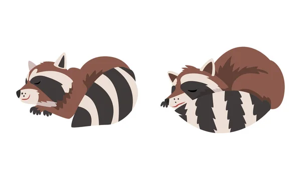 Funny Raccoon with Striped Tail Cuddling and Sleeping Vector Set — Stock Vector