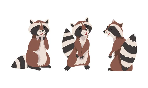 Funny Raccoon with Striped Tail Sitting Vector Set — Stock Vector
