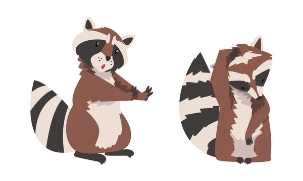 Funny Raccoon with Striped Tail Sitting and Scratching Head Vector Set — Stock Vector