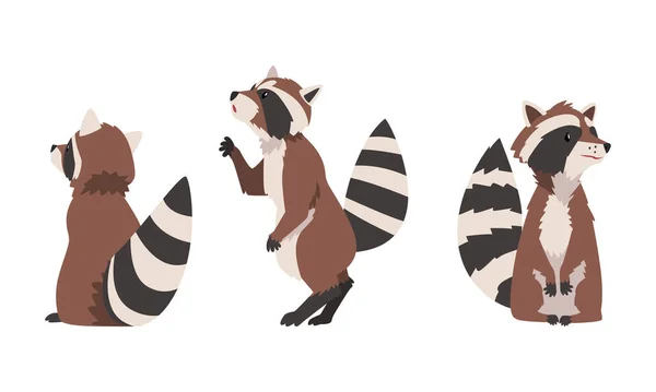 Funny Raccoon with Striped Tail Sitting Vector Set — Stockový vektor