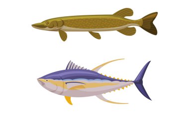 River or Freshwater Fish as Seafood Vector Set