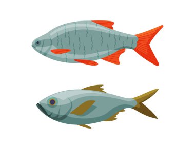 River or Freshwater Fish as Seafood Vector Set