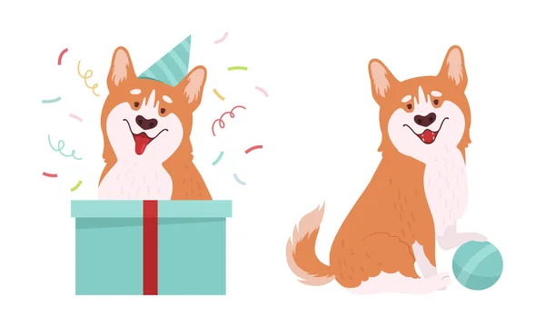 Welsh Corgi with Short Legs and Brown Coat Sitting with Ball and Looking Out of Gift Box Vector Set — Stockvektor