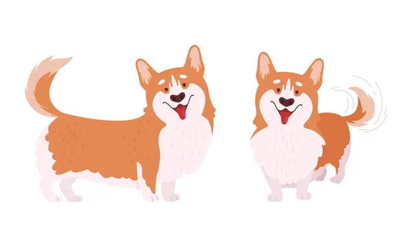 Welsh Corgi with Short Legs and Brown Coat Standing Vector Set — Wektor stockowy