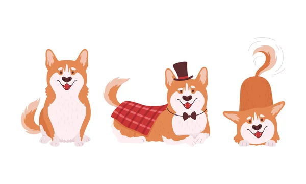 Welsh Corgi with Short Legs and Brown Coat Sitting and Wearing Top Hat Vector Set — Stok Vektör