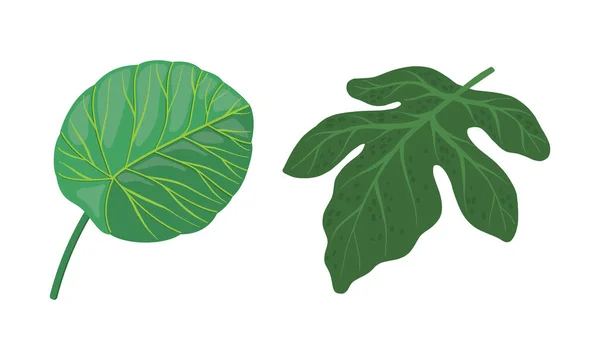 Tropical Leaf on Stem as Exotic Flora Vector Illustration Set — Wektor stockowy