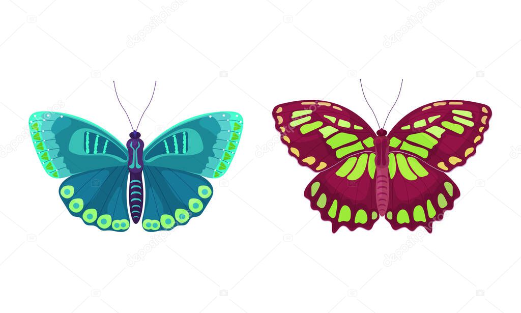 Fluttering Tropical Butterfly with Brightly Coloured Wings Vector Illustration Set.